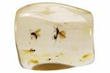 Polished Colombian Copal ( g) - Contains Wasps! #264072-1